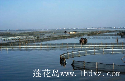 阳澄湖围网区62
