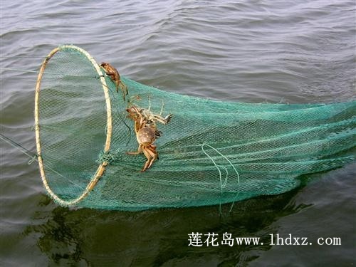 大闸蟹42