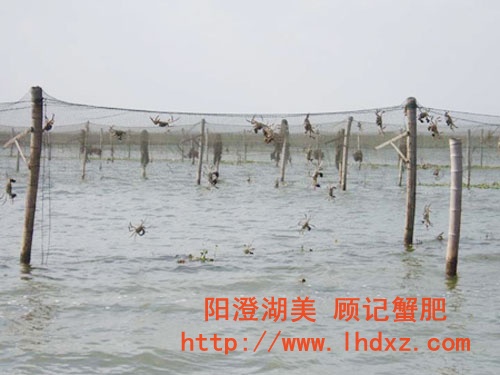 大闸蟹44