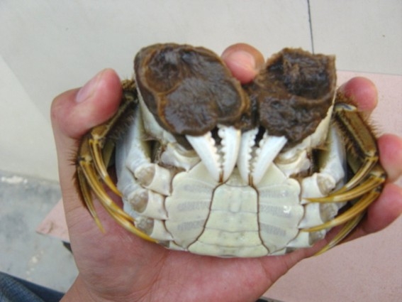 阳澄湖农家菜88