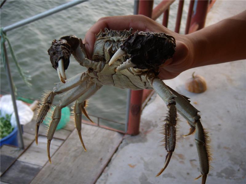 阳澄湖大闸蟹