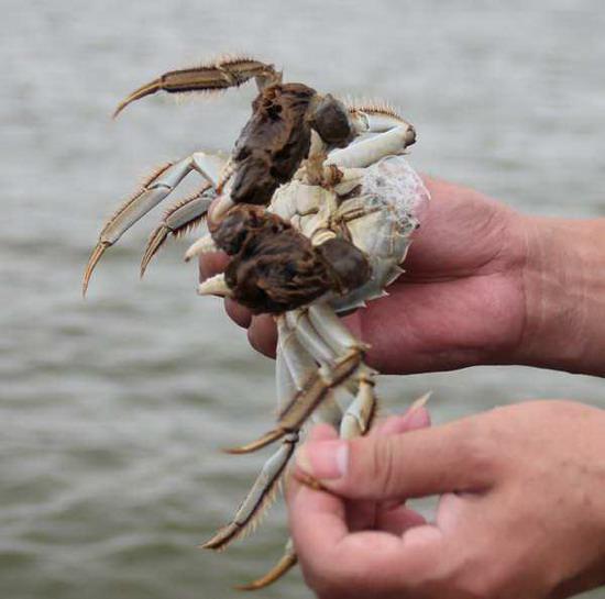 阳澄湖大闸蟹